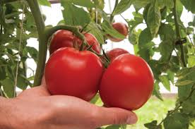 We did not find results for: Bigdena F1 Tomato Seed Johnny S Selected Seeds