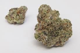 Aus den arten hanf (cannabis sativa) und indischer hanf (cannabis indica) wurden durch kreuzung mehrere tausend zuchtssorten erzeugt, z. Mac Why Colorado Tokers Love This Strain Westword