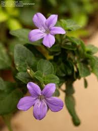 Image result for Barleria obtusa