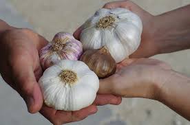 Mengenai cara tanam bawang putih, anda bisa ikuti tahapannya berikut ini. Urutan Cara Menanam Bawang Putih Mudah Dan Dijamin Berhasil Trikmerawat Com