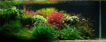 Planted Tank Hortus By Peter Hilt Aquascape Awards Planted Aquarium Aquascape Plants