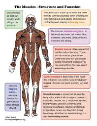 Muscle Names Quiz The Muscles Teaching Resources Learn Some Of The Major Muscles Of The Human Body Leticia Happ