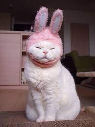 Baby Bunny Kitten Too Cute Lol I M So Happy You Gained 3 Pounds Yay Found New Food Ideas To Try And Hope You Like Them So I Ca Cute Cats Cats