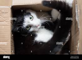 Cute black and white kitten hidden in a cardboard box - looking straight in  the camera Stock Photo - Alamy