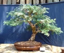 Image result for Acacia burkei