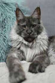 pin on animals beloved zviratka milovana