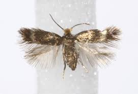 Image result for Stigmella malella