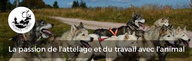 Aurélia, musheur diplômée d'état vous accueille toute l'année pour vous faire découvrir les activités en lien avec les chiens de traineaux, avec un esprit d'entraide et de relation d'équipe entre l'humain et l'animal. Chemins Du Nord Balades En Traineau Tire Par Des Rennes Et Des Chiens Orbey Alsace Accueil