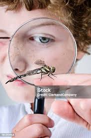 젊은 남자아이 쥠 있는 잠자리 클로즈업 인물 사진 8-9 살에 대한 스톡 사진 및 기타 이미지