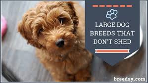 10 Large Breed Dogs That Don T Shed And 5 That Shed Less Than Normal