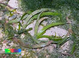Image result for Cymodocea serrulata