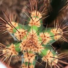 Hemos dedicado mucho esfuerzo, tiempo, cariño e ilusión en hacerlo realidad. Cuidado De Cactus Los Mejores Consejos Para Sus Cactus