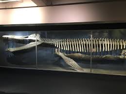 It displays a sampling of specimens drawn from the collections of the university's three natural history. 40 Foot Kronosaurus Skeleton At Harvard Museum Of Natural History Naturewasmetal