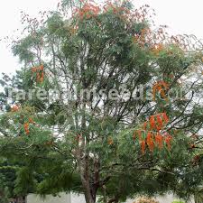 Image result for Colvillea