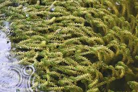 Image result for Elodea