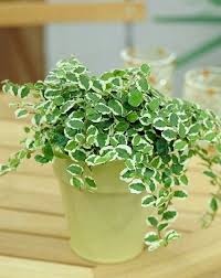Allow to dry out or lower leaves to begin shriveling before watering. 22 Plants That Grow Without Sunlight India Gardening
