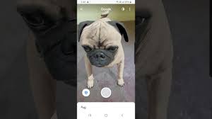 Google 3d Animals L Pug Youtube