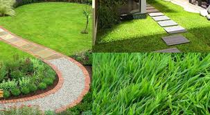 Harga rumput sintetis swiss 3cm harga promo. 7 Jenis Rumput Untuk Taman Rumah Creo House