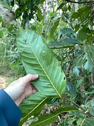 Image result for Dipterocarpaceae