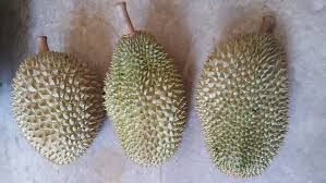 Search the world's information, including webpages, images, videos and more. 11 Jenis Durian Popular Dan Laris Di Malaysia Some Bullet For Your Head