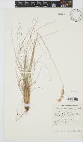 Image result for Setaria lindenbergiana