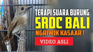 Pin On Bird Sounds Kumpulan Suara Burung