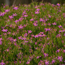 Image result for Chironia