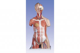 Learn about torso anatomy posterior muscles with free interactive flashcards. Deluxe Dual Sex Muscle Torso 31 Part Gha German Health Alliance