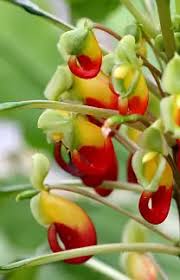 Image result for Impatiens niamniamensis