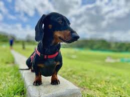 How do i avoid the pet quarantine in hawaii? A Guide To Your Dog S Stay In Quarantine In Australia Travelnuity