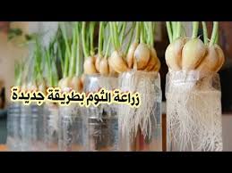 زراعة الثوم بطريقة جديدة فيديو ترفيهي وليس تعليمي Plant Garlic New Method Of Gardener Youtube
