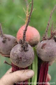 We did not find results for: Creative Vegetable Gardener How To Store Beets From Your Garden When You Have A Bumper Harvest Creative Vegetable Gardener