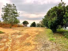 Beberapa tanaman indonesia yang berpotensi untuk dikembangkan dengan teknik tersebut adalah padi, hortikultura yang meliputi tanaman sayur, buah. Tanah Pertanian Untuk Dijual Bukit Cerakah Shah Alam Selangor Property For Sale On Carousell