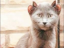 Dort Kulakli Kedi Sasirtiyor