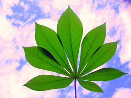 Check spelling or type a new query. Gambar Daun Ubi Kayu 1024x768 Wallpaper Teahub Io