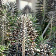 Image result for Barleria delagoensis