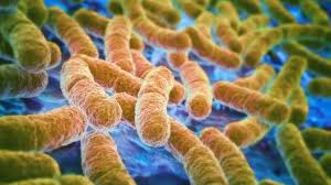 sponges left in sinks become fecal germ