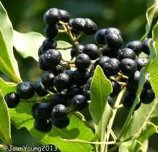 Image result for Vepris