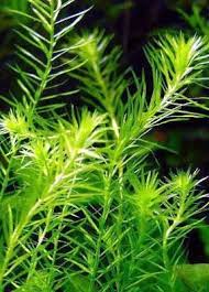 Image result for Mayaca baumii