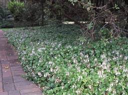 Image result for Plectranthus verticillatus