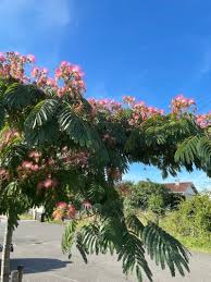 Image result for Albizia petersiana