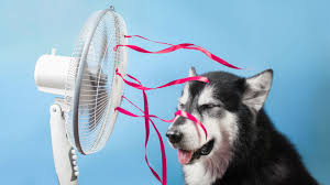 Biasa nya kipas angin memiliki dinamo dan baling baling, dinamo itu sendiri berfungsi untuk memutarkan baling baling. Ini Manfaat Kipas Angin Yang Mungkin Anda Tidak Tahu