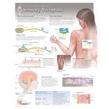 Sensors Receptors Laminated Sensory Nerves Sensor Human Anatomy