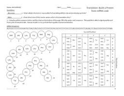 Using the genetic code chart, fill in the amino acids for each dna strand. Dna Transcription And Translation Worksheet Promotiontablecovers