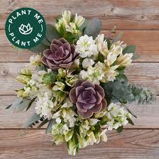 Never Desert You In 2020 Mothers Day Flowers Succulents Most Popular Flowers