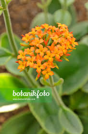 Image result for Kalanchoe latisepala