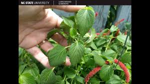 Image result for Acalypha