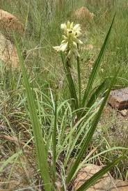 Image result for Eulophia sp. nov.