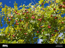 نتیجه جستجوی لغت [ackee] در گوگل