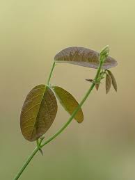 Image result for Desmodium scorpiurus